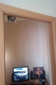 ninja-cat-hiding-funny-104__605.jpg