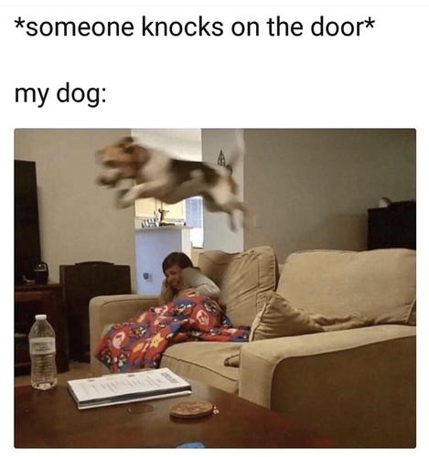 couch-someone-knocks-on-door-my-dog.png