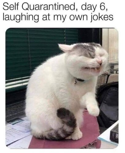 cat-self-quarantined-day-6-laughing-at-my-own-jokes.jpeg.jpg