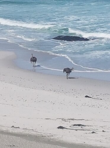 Ostriches on the beach.jpg