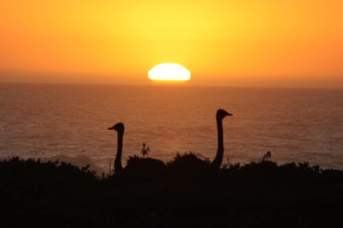 Sunset Ostriches.jpg