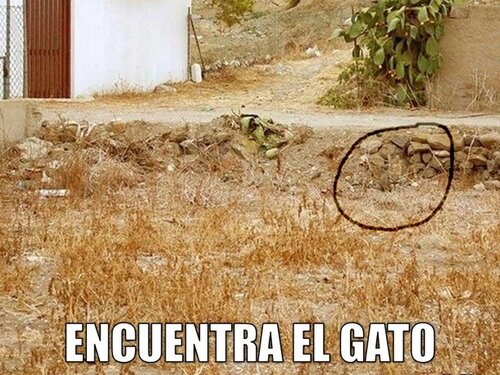 miaucoles_encuentra_el_gato_2.jpg