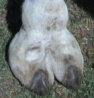 camel foot 1.jpg