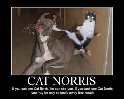 cat norris.jpg