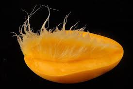 Hairy Mango - The Best Tasting Mango.jpg