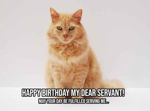 Cat-Servant-Birthday-Meme.jpg