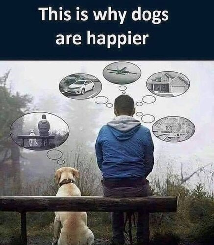 Why dogs are happier.jpg