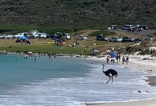 Ostrich in Ocean.png