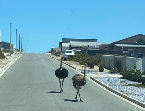 Ostriches.jpg