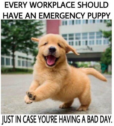 Emergency Puppy.jpg