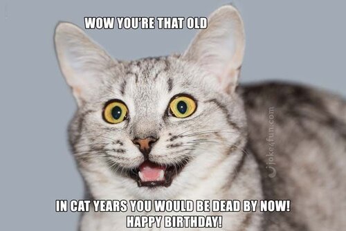 grasp-the-fascinating-funny-happy-birthday-cat-lady-memes-of-funny-happy-birthday-cat-lady-memes.jpg