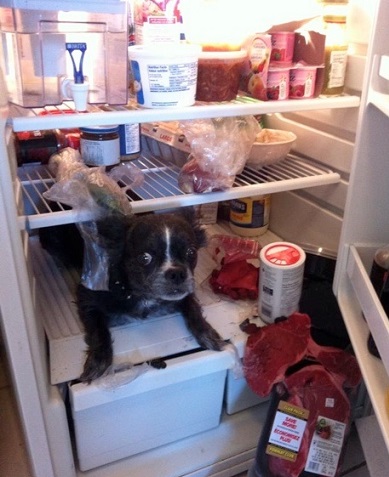 Dog in fridge.jpg