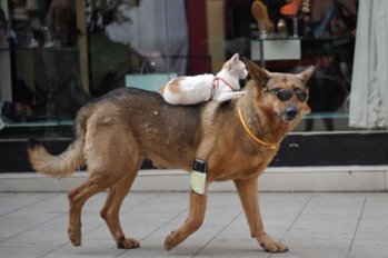 cat-rides-dog-rex.jpg