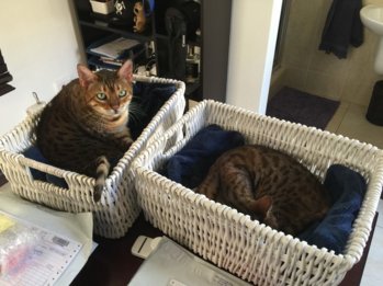 CatBaskets 003.JPG