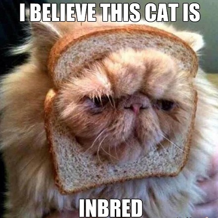 I believe this cat is inbred.jpg