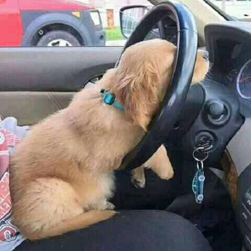 Dog behind steering wheel.jpg