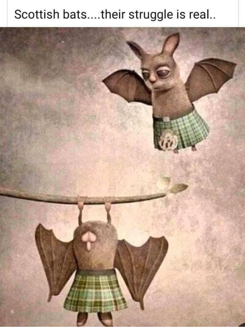 Bats.jpeg