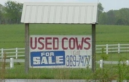 Used cows.jpg