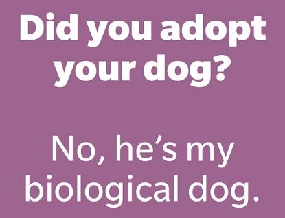 Did you adopt a dog.jpg