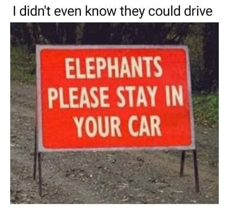 Elephants please stay in your car.jpg