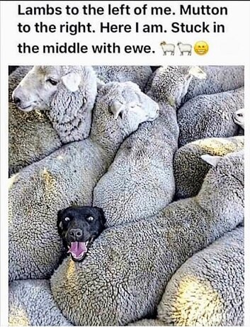 Lambs to the left.jpg