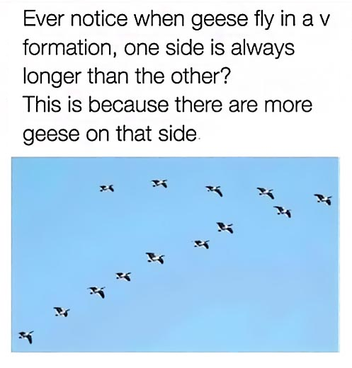 geese.png