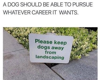 A dog should.jpg