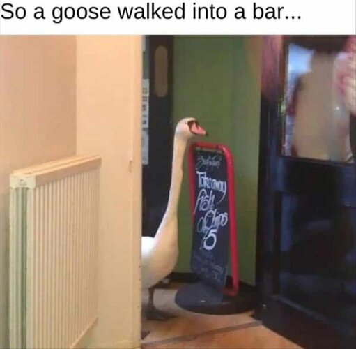 MrGSmokeFree So A goose.jpg