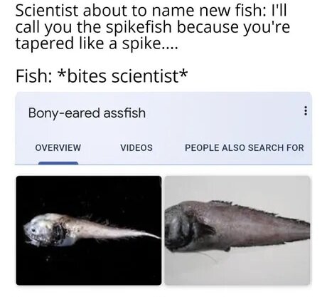 MrGSmokeFree Ass fish.jpg