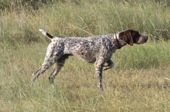 german-shorthaired-pointers.jpg