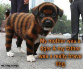 My mother was a tiger.jpg