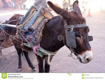 working-donkey-streets-marrakech-23716742.jpg