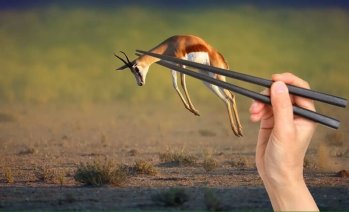 Springbok.jpg