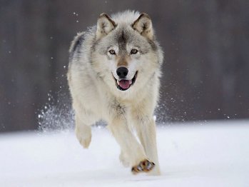 Snowwolf.jpg