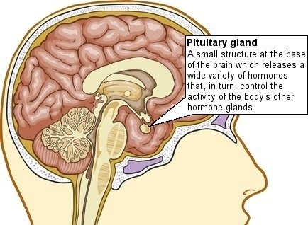 PituitaryGland434.jpg