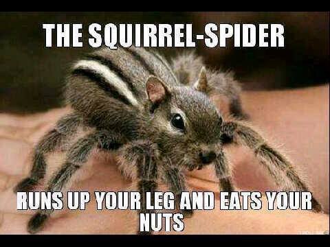 The Squirrel-Spider.jpg