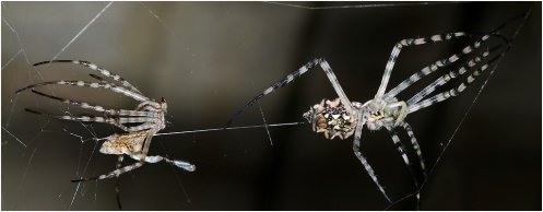 Botter Spinnekop Foto's 29.jpg