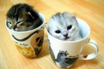 polls_kittens_cups_2447_964593_answer_2_xlarge.jpeg