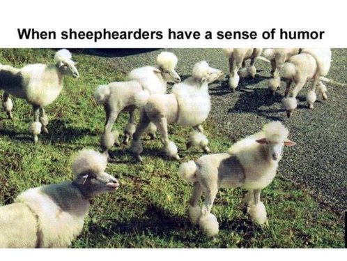 When sheephearders have a sense of humor.jpg