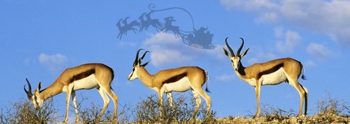 christmas-south-africa.jpg