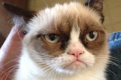 grumpycat1200.jpg